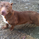 Image for article titled I Can't Stop Looking At This Pit Bull-Dachshund Mix's Dumb Fucking Face